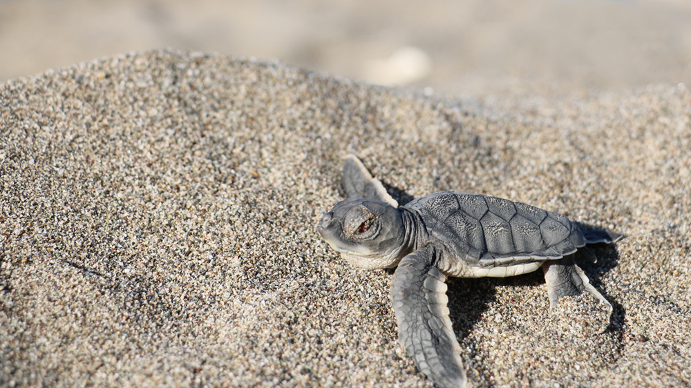 Sea turtle