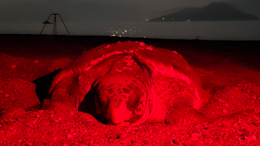 Sea turtle